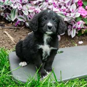Barney, Bernedoodle Puppy